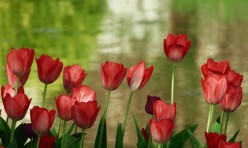 Baharda Anadolu Üniversitesi